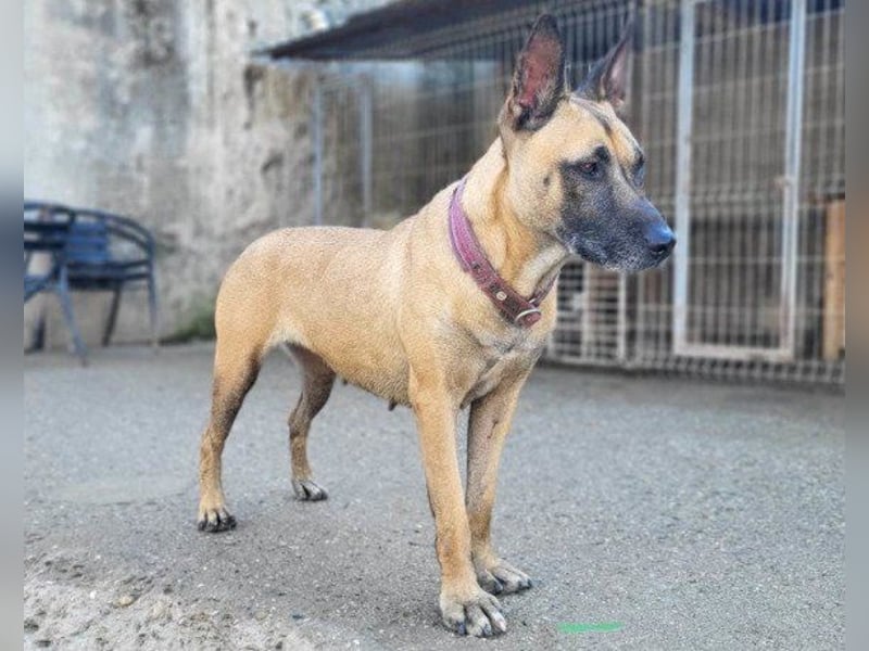 Rea sucht ihr Für-Immer-Zuhause