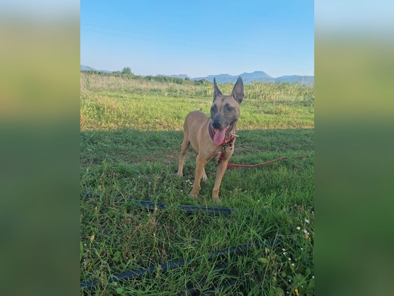 Rea sucht ihr Für-Immer-Zuhause