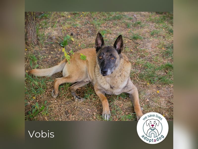 Vobis 245795 sucht ein zu Hause