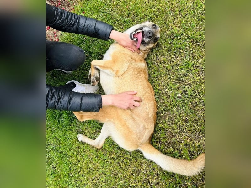 Fee Tierschutzhund sucht ein Zuhause