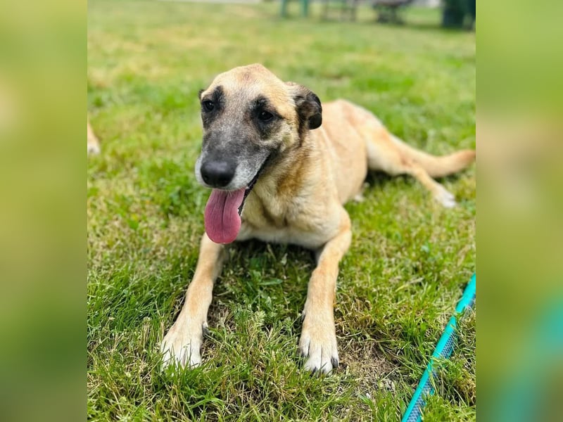 Fee Tierschutzhund sucht ein Zuhause