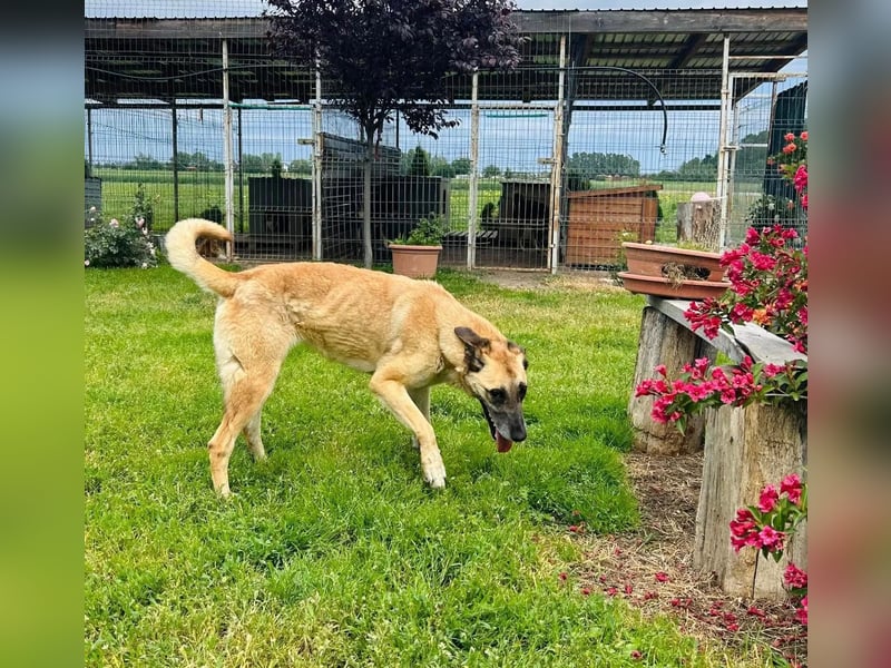 Fee Tierschutzhund sucht ein Zuhause