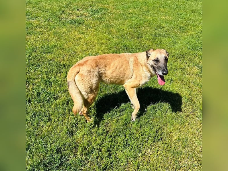 Fee Tierschutzhund sucht ein Zuhause