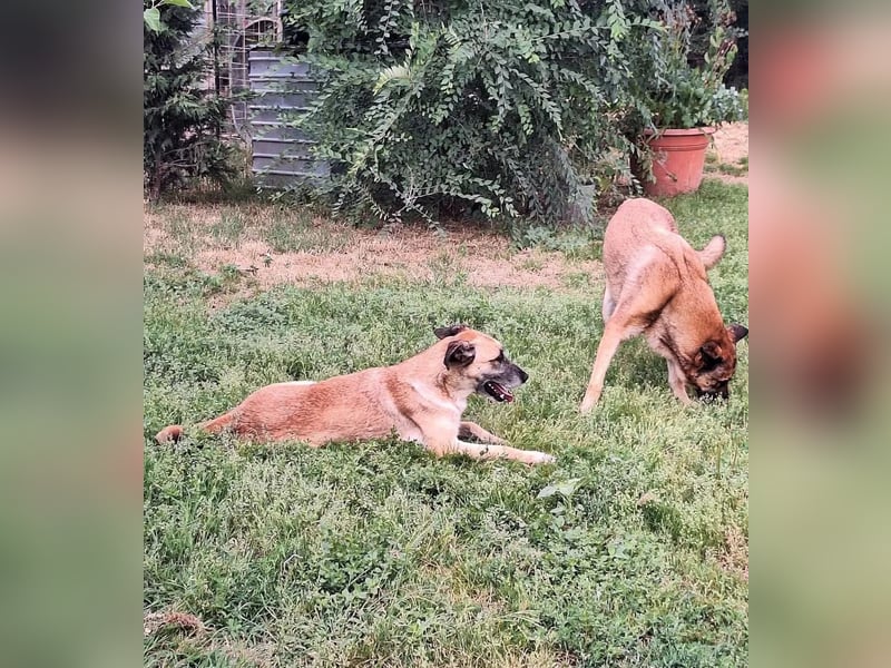 Fee Tierschutzhund sucht ein Zuhause