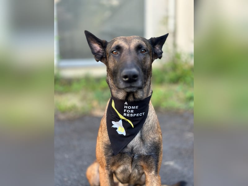 Malinois Deckrüde SEHR Familienfreundlich und absolut ruhiges Wesen 6 Jahre alt.