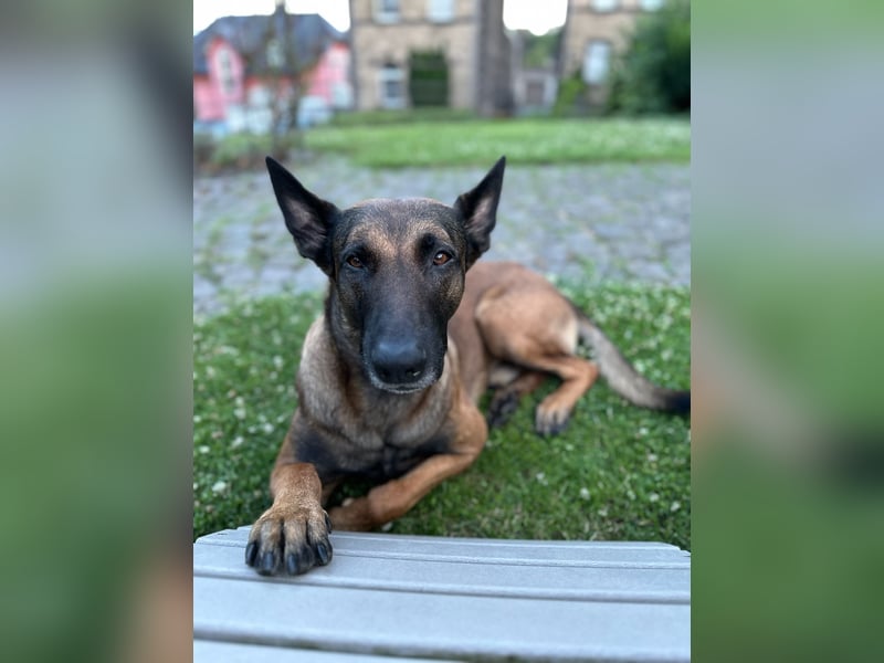 Malinois Deckrüde SEHR Familienfreundlich und absolut ruhiges Wesen 6 Jahre alt.