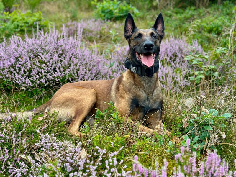 Malinois Deckrüde SEHR Familienfreundlich und absolut ruhiges Wesen 6 Jahre alt.