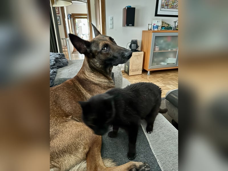 Malinois Deckrüde SEHR Familienfreundlich und absolut ruhiges Wesen 6 Jahre alt.