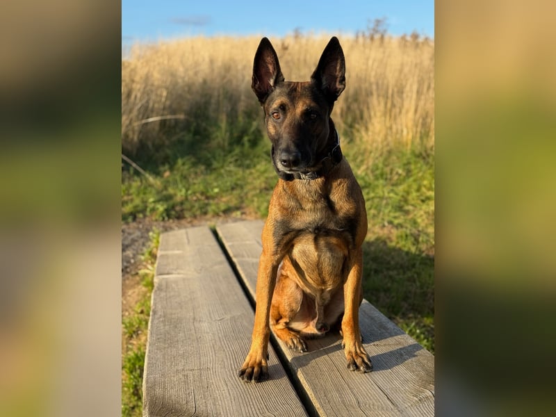 Malinois Deckrüde SEHR Familienfreundlich und absolut ruhiges Wesen 6 Jahre alt.