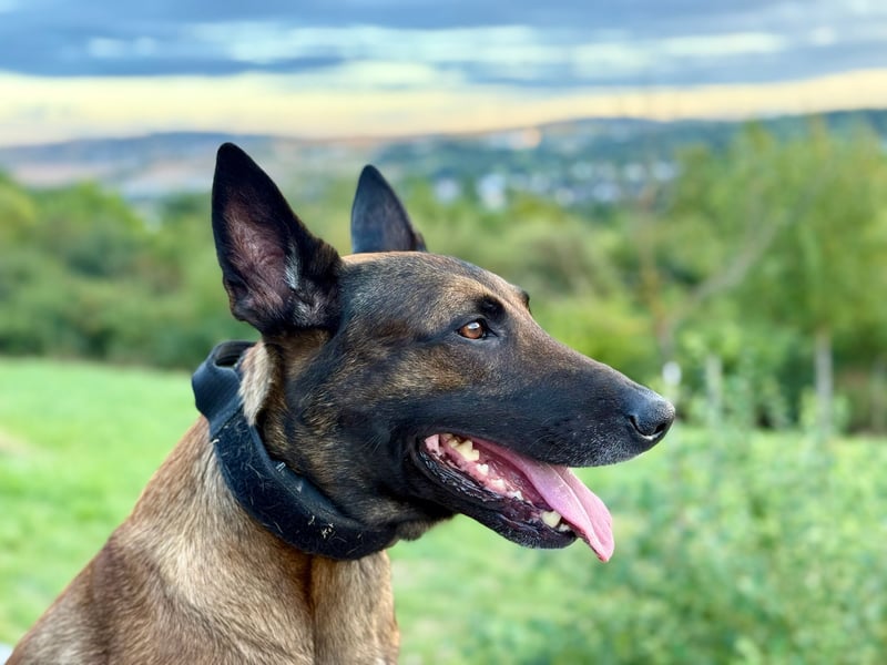 Malinois Deckrüde SEHR Familienfreundlich und absolut ruhiges Wesen 6 Jahre alt.