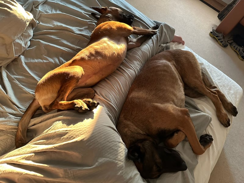 Malinois Deckrüde SEHR Familienfreundlich und absolut ruhiges Wesen 6 Jahre alt.