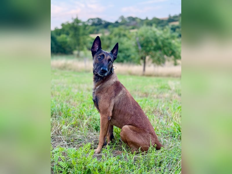 Malinois Deckrüde SEHR Familienfreundlich und absolut ruhiges Wesen 6 Jahre alt.