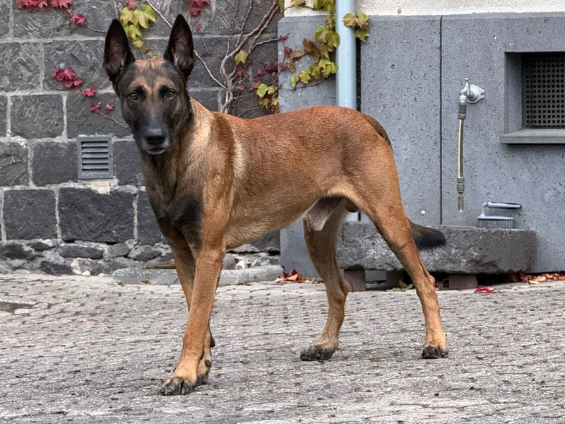 Malinois Deckrüde SEHR Familienfreundlich und absolut ruhiges Wesen 6 Jahre alt.