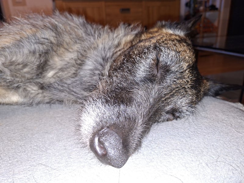 Belgisch-Holländische Schäferhundin