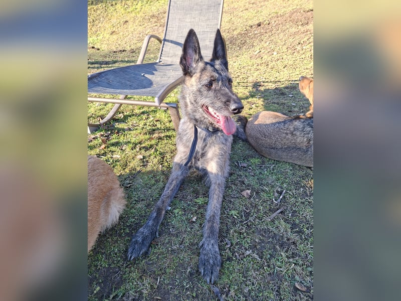 Belgisch-Holländische Schäferhundin