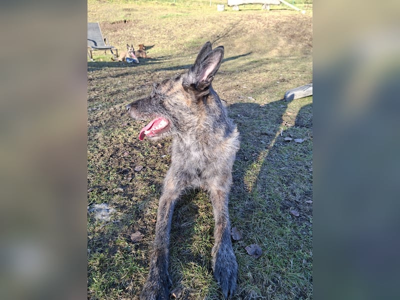 Belgisch-Holländische Schäferhundin