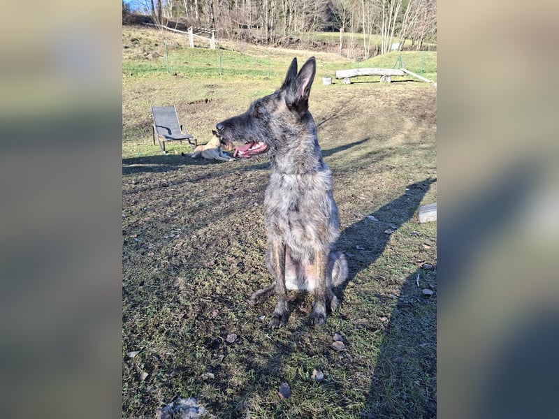 Belgisch-Holländische Schäferhundin