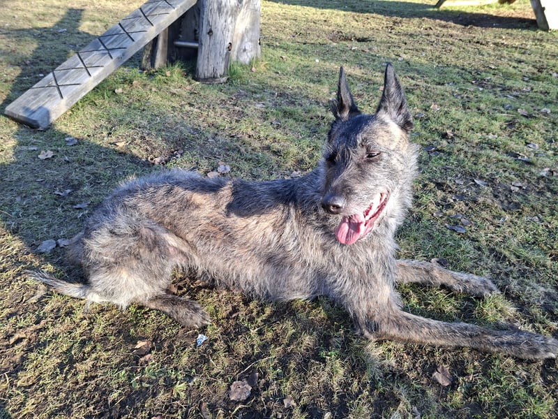 Belgisch-Holländische Schäferhundin