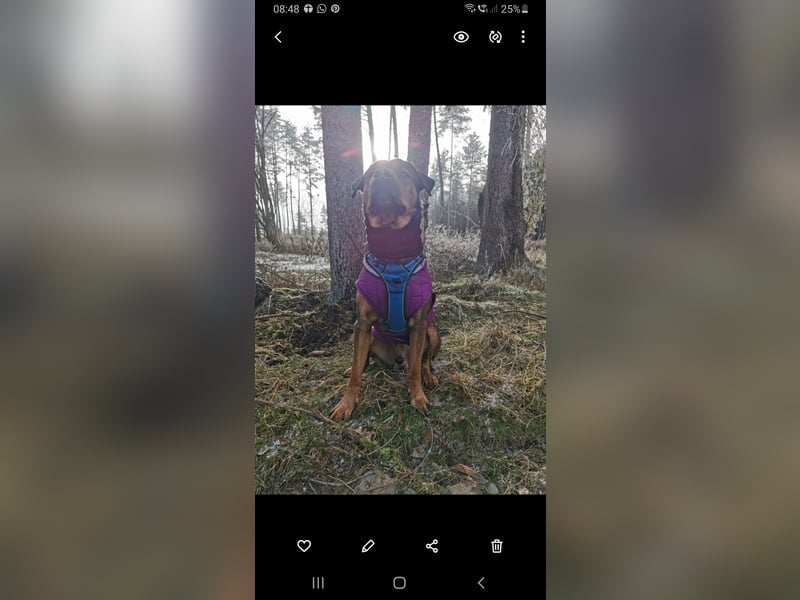  Malinois-Rüde Mogli (6 Jahre) sucht erfahrenes Zuhause mit Herz & Verstand 