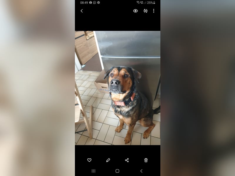  Malinois-Rüde Mogli (6 Jahre) sucht erfahrenes Zuhause mit Herz & Verstand 