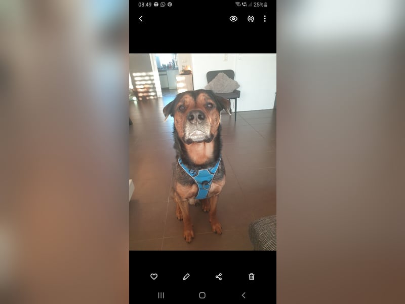  Malinois-Rüde Mogli (6 Jahre) sucht erfahrenes Zuhause mit Herz & Verstand 