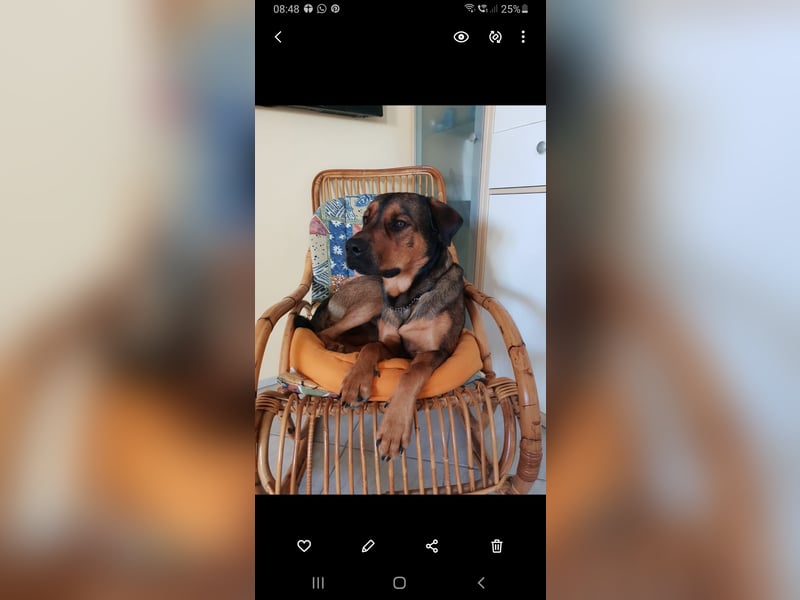  Malinois-Rüde Mogli (6 Jahre) sucht erfahrenes Zuhause mit Herz & Verstand 