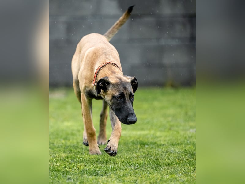 Herzensbrecher Ayo (Malinois) sucht Zuhause