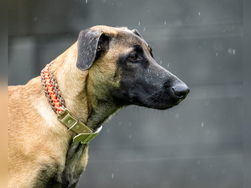Herzensbrecher Ayo (Malinois) sucht Zuhause