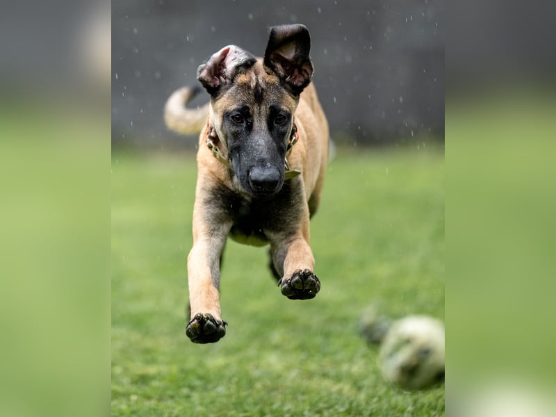 Herzensbrecher Ayo (Malinois) sucht Zuhause