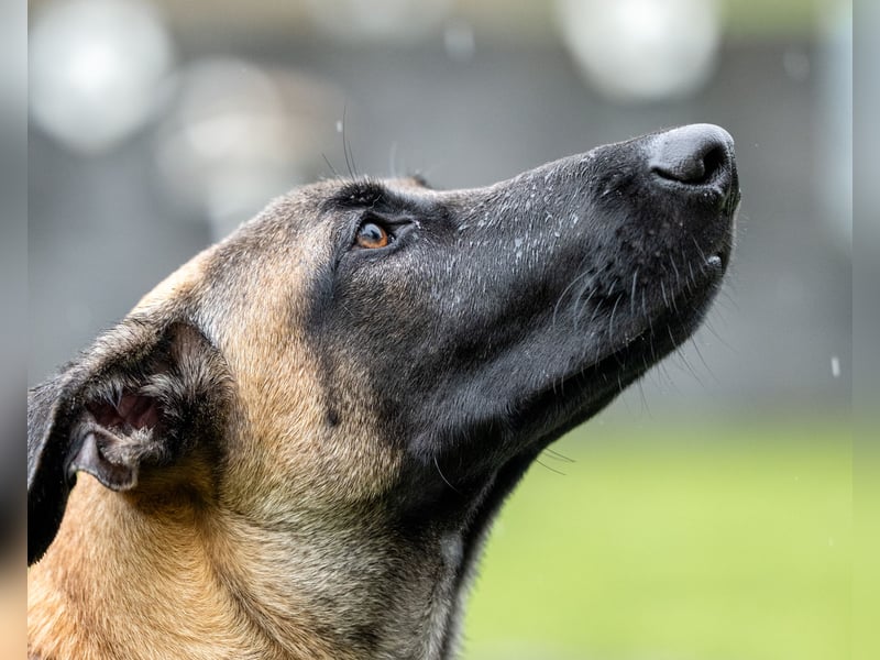 Herzensbrecher Ayo (Malinois) sucht Zuhause