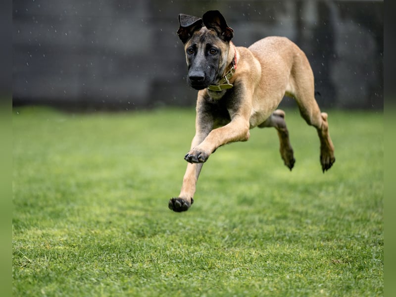 Herzensbrecher Ayo (Malinois) sucht Zuhause
