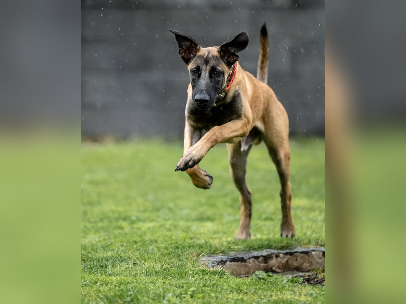 Herzensbrecher Ayo (Malinois) sucht Zuhause
