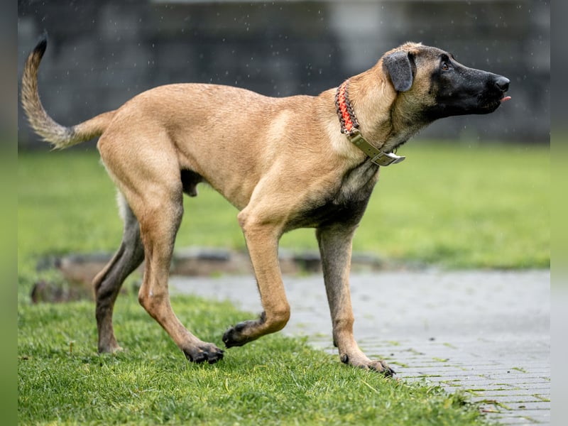 Herzensbrecher Ayo (Malinois) sucht Zuhause