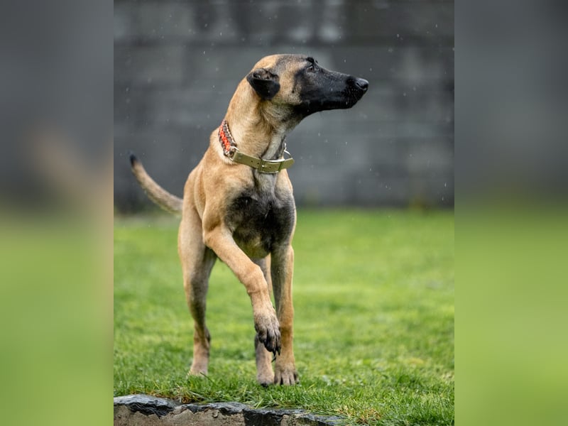 Herzensbrecher Ayo (Malinois) sucht Zuhause