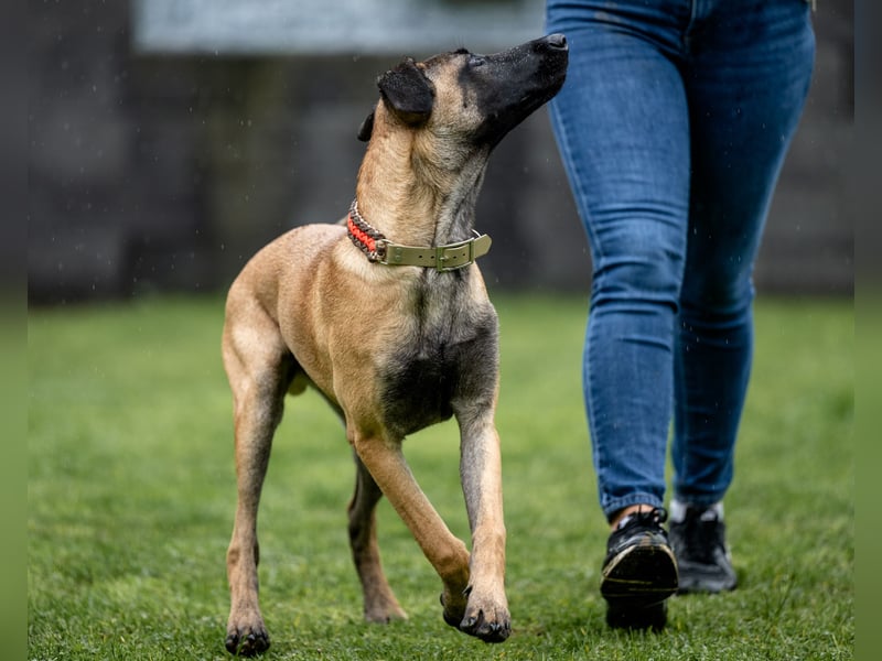 Herzensbrecher Ayo (Malinois) sucht Zuhause