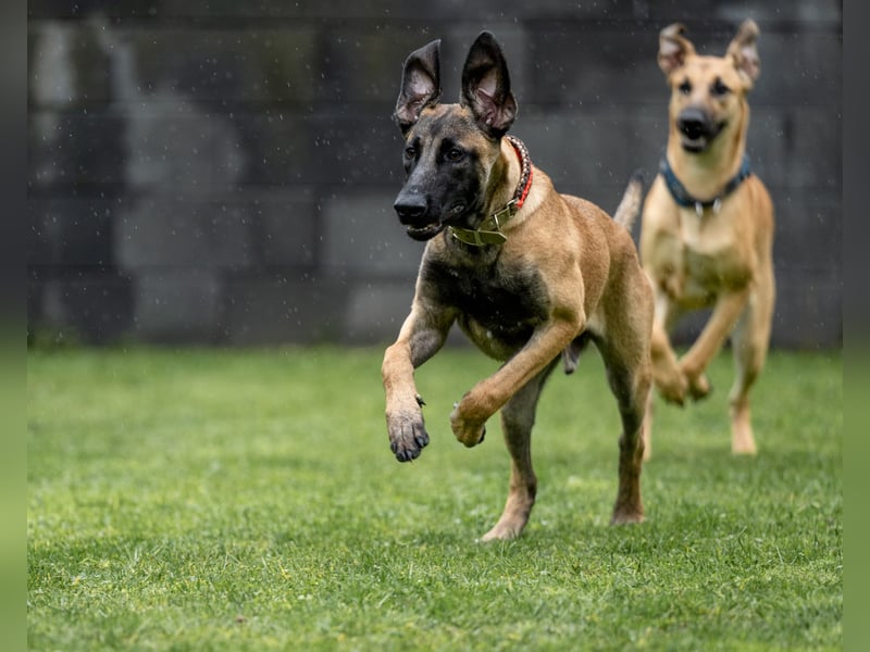 Herzensbrecher Ayo (Malinois) sucht Zuhause
