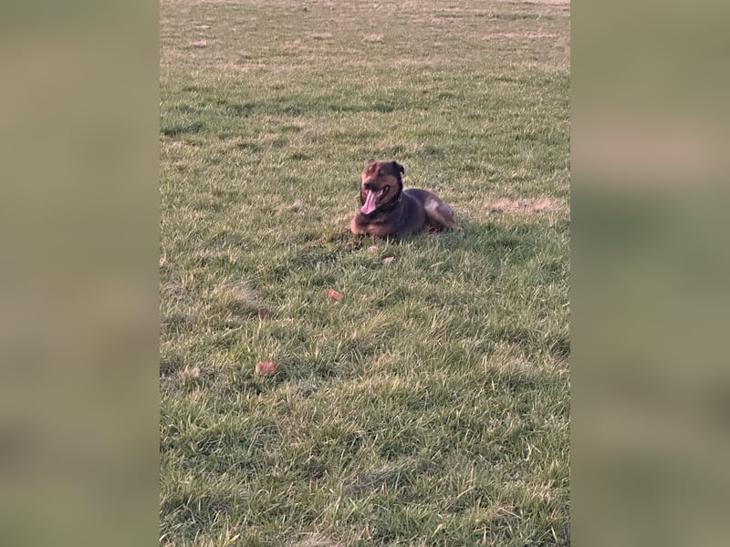 Hunde Dame Queen  Rotti Mali Mix