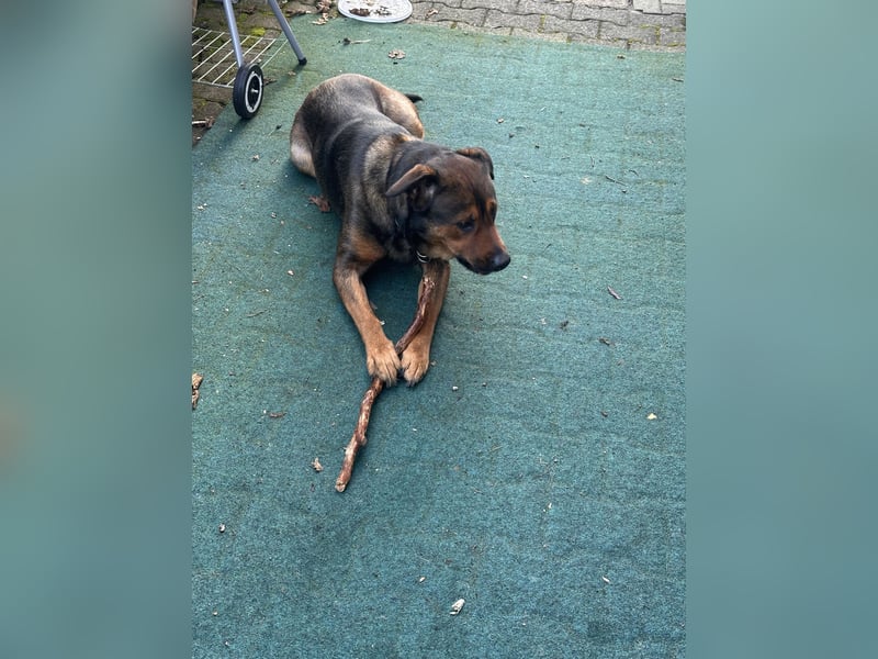Hunde Dame Queen  Rotti Mali Mix