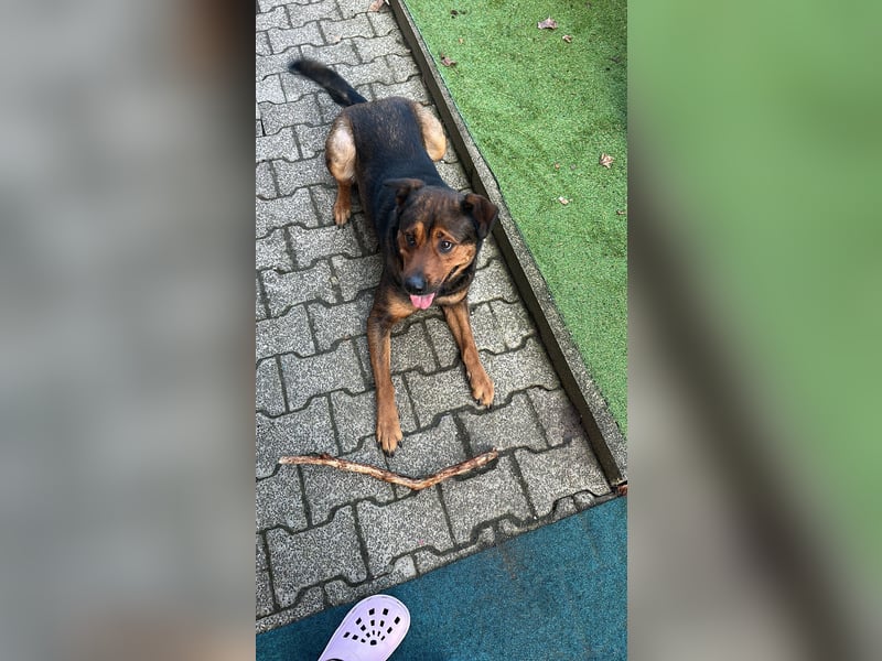 Hunde Dame Queen  Rotti Mali Mix