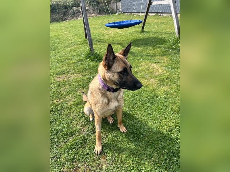Malinois Mix sucht Traumfamilie