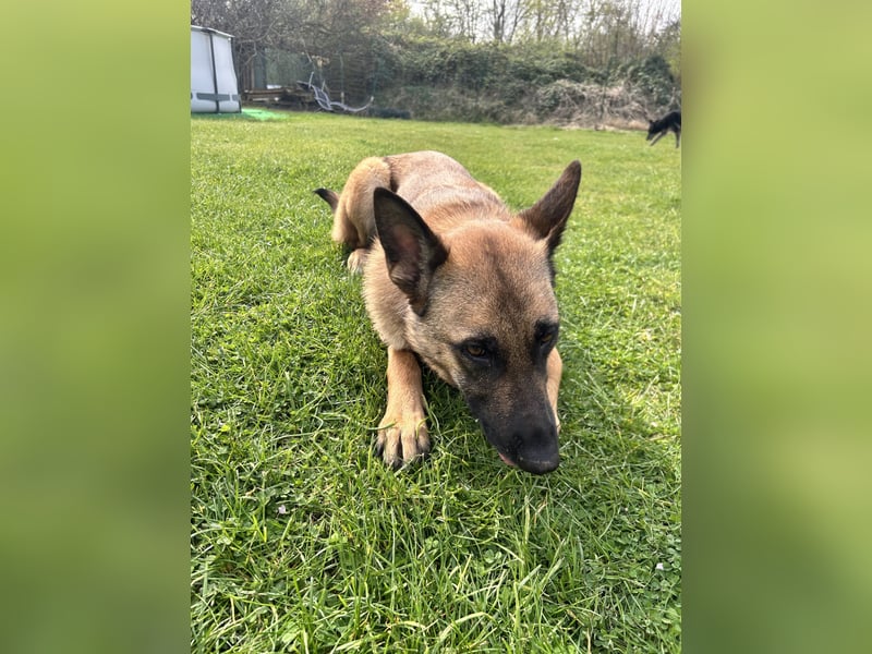 Malinois Mix sucht Traumfamilie