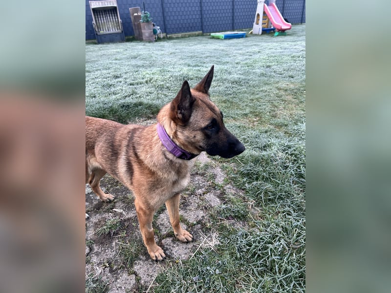 Malinois Mix sucht Traumfamilie