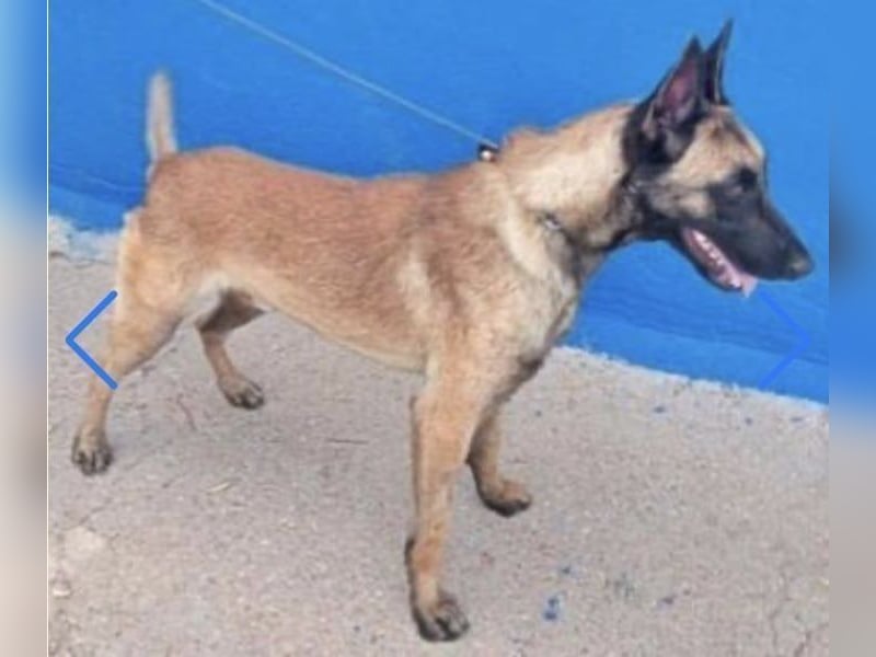 Tintin, leider ohne Anfragen