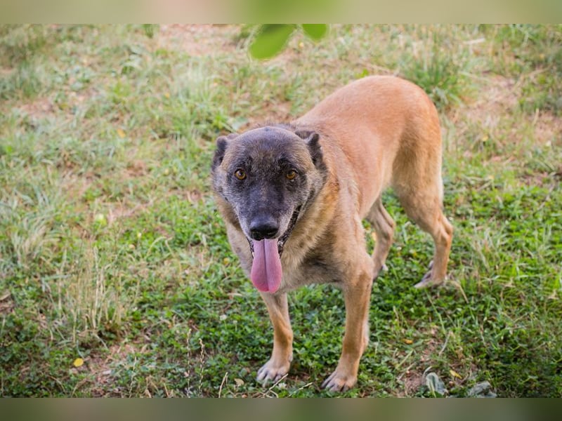 VOBIS - lernen, kuscheln, spazieren - wer zeigt dem lieben Senior wie schön ein Hundeleben sein kann