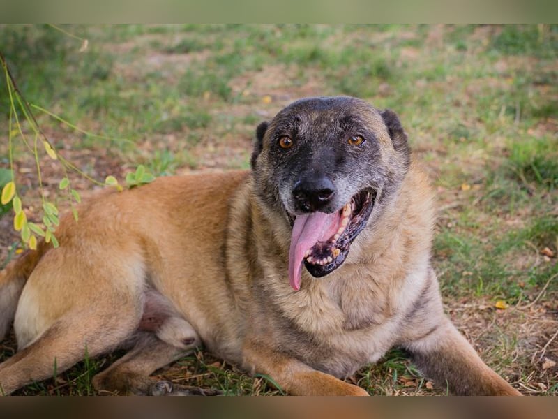 VOBIS - lernen, kuscheln, spazieren - wer zeigt dem lieben Senior wie schön ein Hundeleben sein kann