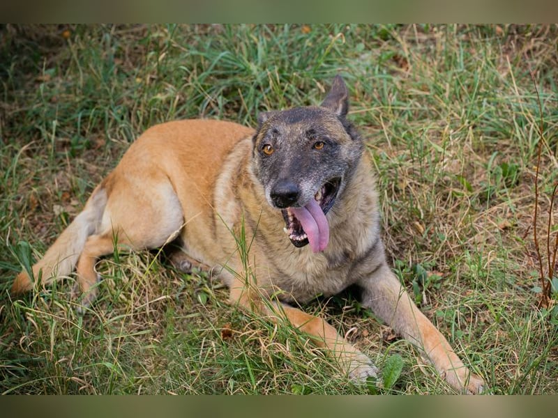 VOBIS - lernen, kuscheln, spazieren - wer zeigt dem lieben Senior wie schön ein Hundeleben sein kann