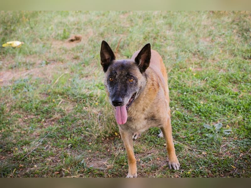 VOBIS - lernen, kuscheln, spazieren - wer zeigt dem lieben Senior wie schön ein Hundeleben sein kann