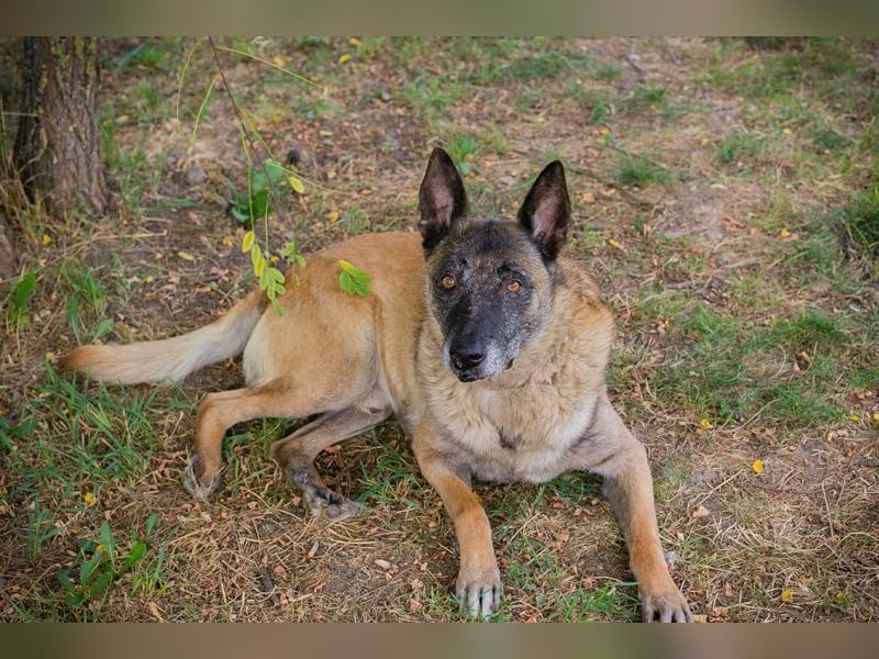 VOBIS - lernen, kuscheln, spazieren - wer zeigt dem lieben Senior wie schön ein Hundeleben sein kann