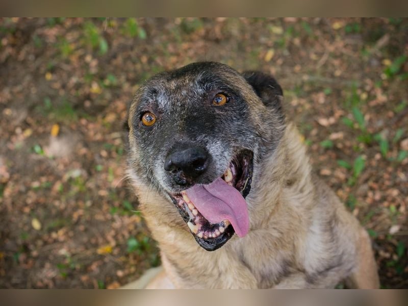 VOBIS - lernen, kuscheln, spazieren - wer zeigt dem lieben Senior wie schön ein Hundeleben sein kann