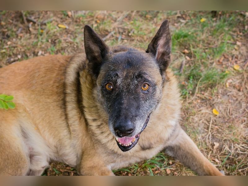 VOBIS - lernen, kuscheln, spazieren - wer zeigt dem lieben Senior wie schön ein Hundeleben sein kann
